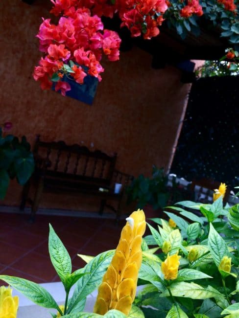 Antigua-guatelamal-jardin